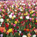 Keukenhof tulips