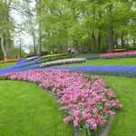 hyacinths