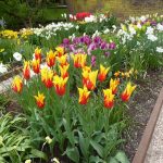 Keukenhof tulips