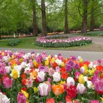Keukenhof tulips