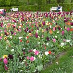 Keukenhof tulips