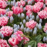 tulips and muscari