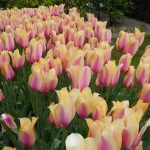 Keukenhof tulips