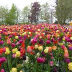 Keukenhof tulips
