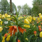fritallaria and tulips