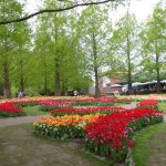 Keukenhof tulips