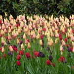 Keukenhof tulips