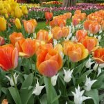 Keukenhof tulips