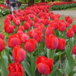 Keukenhof tulips