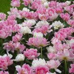 Keukenhof tulips
