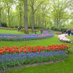 Keukenhof tulips