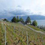 vineyards