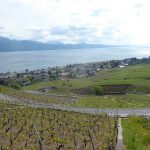 vineyards