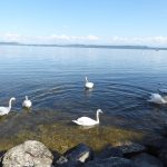swans