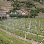 vineyards