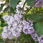 lilacs