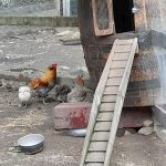 chicken house