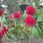 waratah