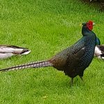 pheasant
