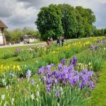 irises