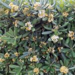 pittosporum tobira