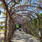 wisteria