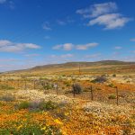 Amazing sheets of colour near Bitterfontein flowers