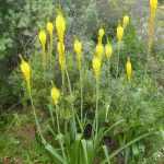 Tall yellow bulbinella at Skilpad wild flower garden bulbinella