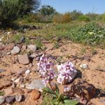 Cyanella orchidiformis and other plants near Bulletrap cyanella