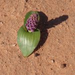 Lachenalia at Bulletrap lachenalia