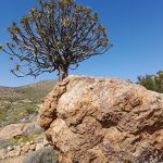 Kokerboom and boulder at Orbicule koppie Concordia kokerboom and boulder