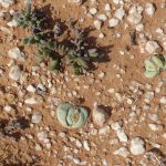 Stone plants, probably conophytum, in Knersvlakte conophytum