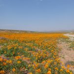 Daisies on the road to Soebatsfontein daisies
