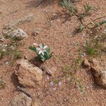 Many little treasures to be seen if you get out of car and look. On road to Soebatsfontein flowers