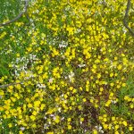Large patch of dainty yellow Hemimeris in Skilpad Wildflower garden hemimeris