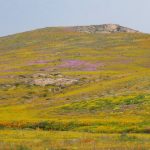 Hills S of Soebatsfontein, like glorious abstract painting hills