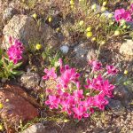 Cerise Lapeirousia photographed en route to Messelpad, but widely seen lapeirousia
