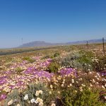 Vygies and daisies N of Vanrhynsdorp with Maskam mountain in distance. daisies