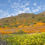 Hills of orange daisies at Nababeep hills