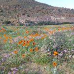 In the Goegap Nature Reserve, Springbok, typical granite koppie in background goegap nature reserve