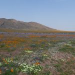 Patchwork fo cream grielum,orange daisies and blue senecio on road to Soebatsfontein. flowers