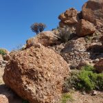 Orbicule koppie near Concordia with one of the diorite granite boulders in foreground orbicular granite boulders