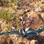 Ornithoglossum in the veld at Pedroskloof ornithoglossum