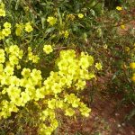 Yellow oxalis (left) and cotula (right) with tiny balls of flowers which colour the hills near Soebatsfontein flowers