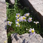 Large lilac oxalis growing in rocks at Bulletrap oxalis