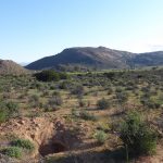 The veld at Pedroskloof with farmstead in distance and aardvark hole? foreground. pedroskloof