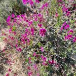 Bright Pelargonium (maybe P.magenteum) at Biedouw turnoff. pelargonium
