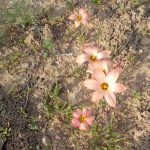 Romulea (top) and salmon oxalis near Kamieskroon, Colours almost identical. flowers