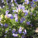 Pretty blue salvia below Studer's pass on way to Garies salvia