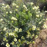 Monsonia/ Sarcocaulon in Goegap Reserve, Springbok. These are also known as Bushman candlebushes. monsonia